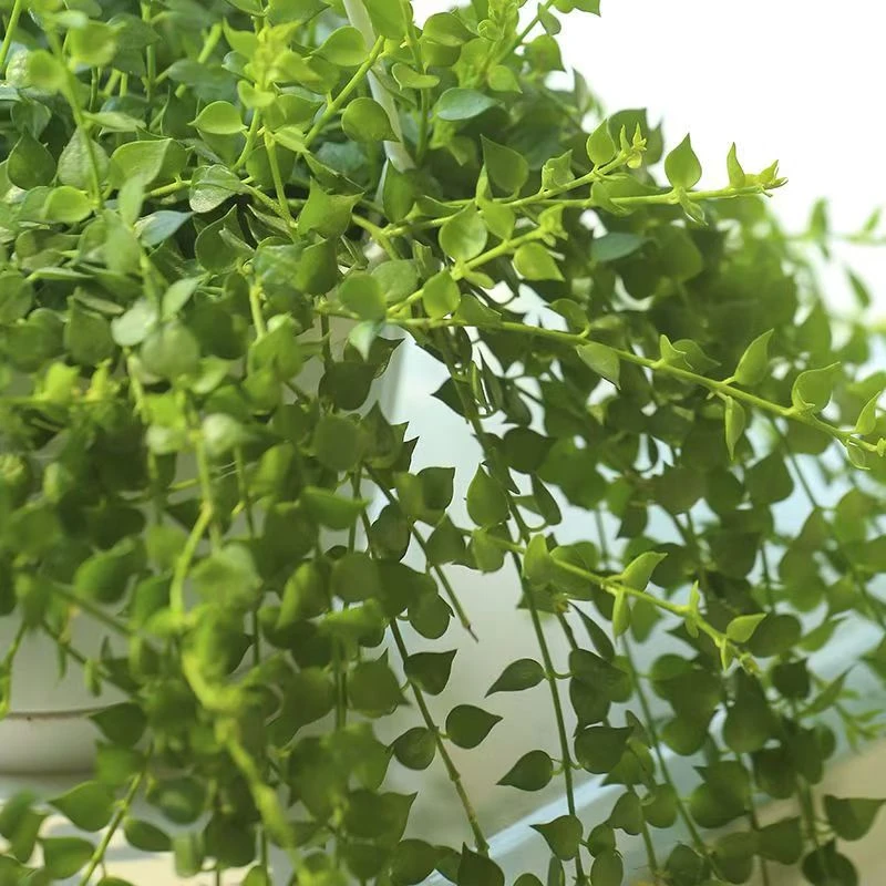 百万心吊兰植物室内阳台多肉串钱藤花卉四季常青盆栽吊篮净化空气