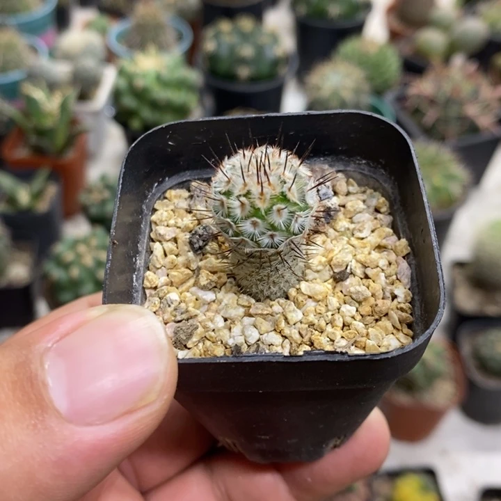 实生直刺佩雷特价