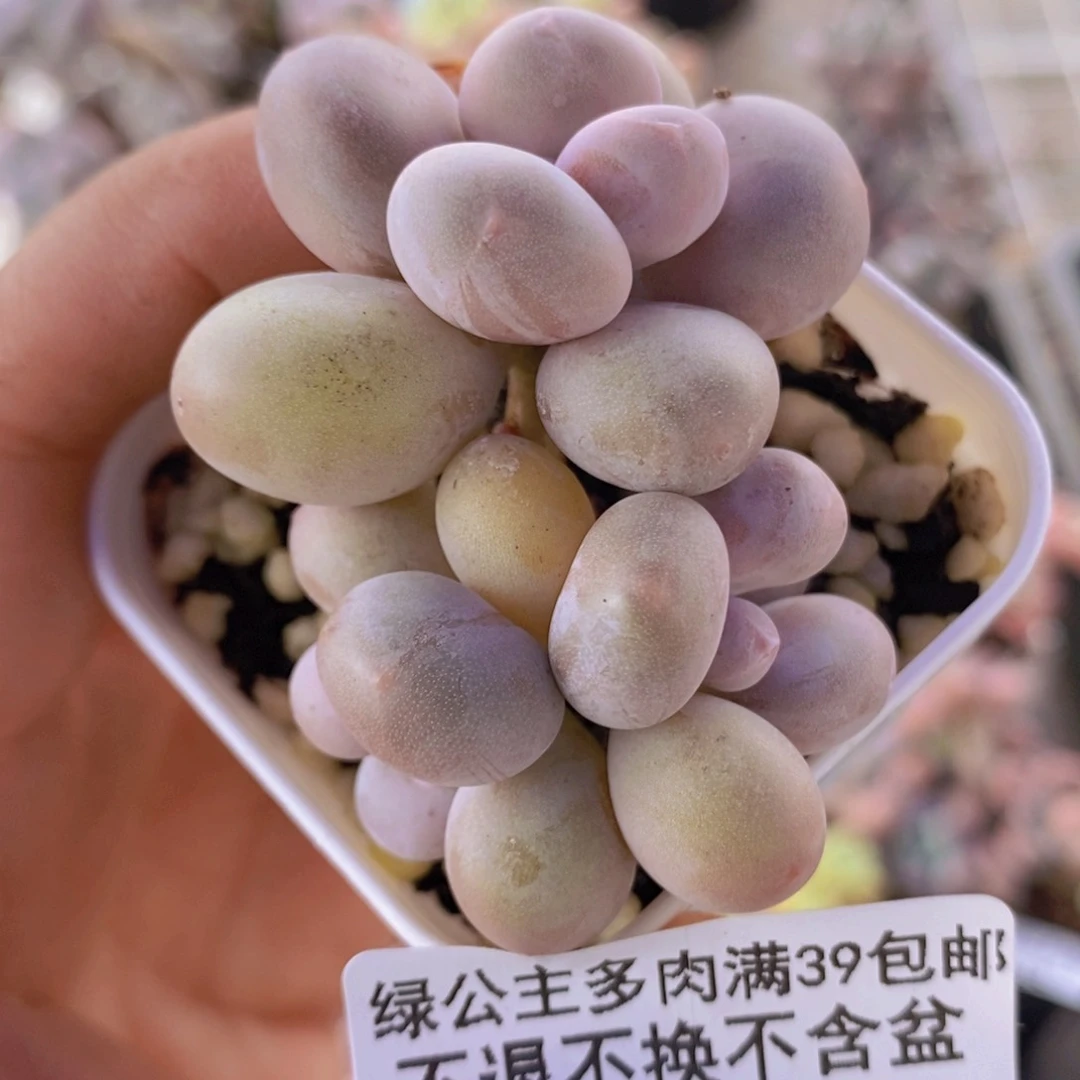 糖豆奶5cm335多肉植物