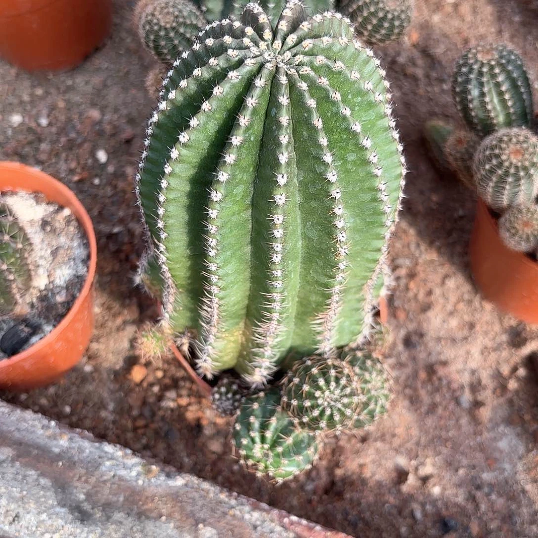 球*白金刚拉菲8公分以上