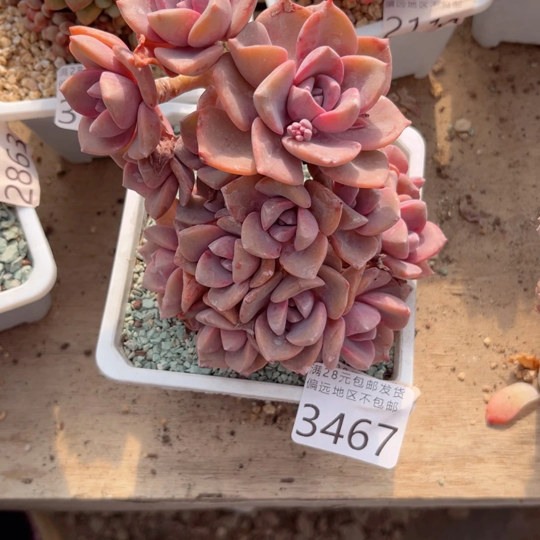 大3467；v dv xv c b vb b