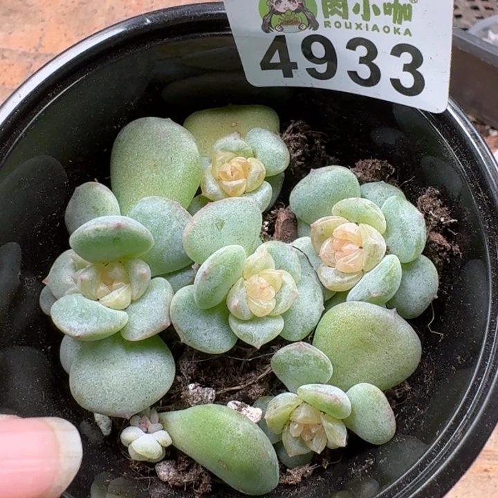 多肉植物多肉植物