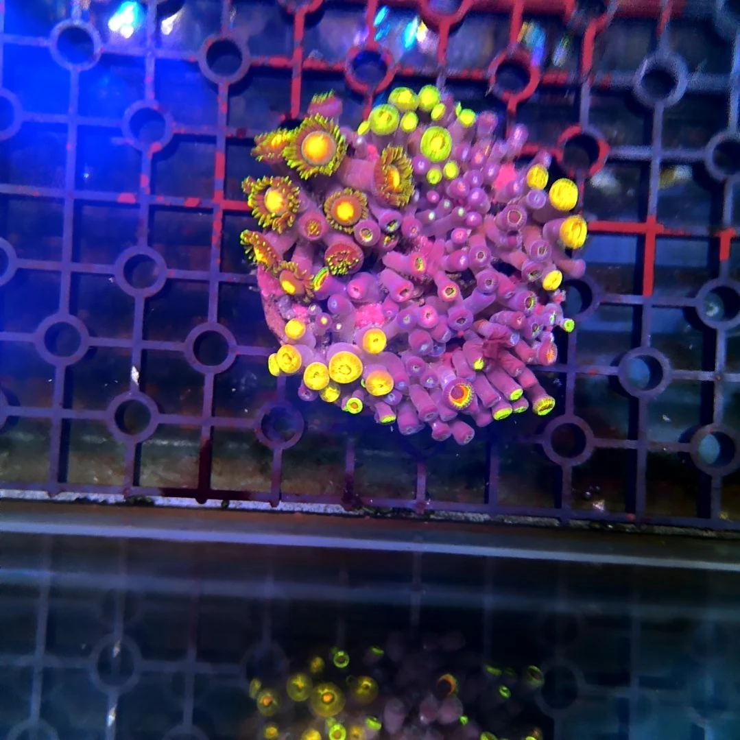 纽扣珊瑚纽扣拼盘大盘