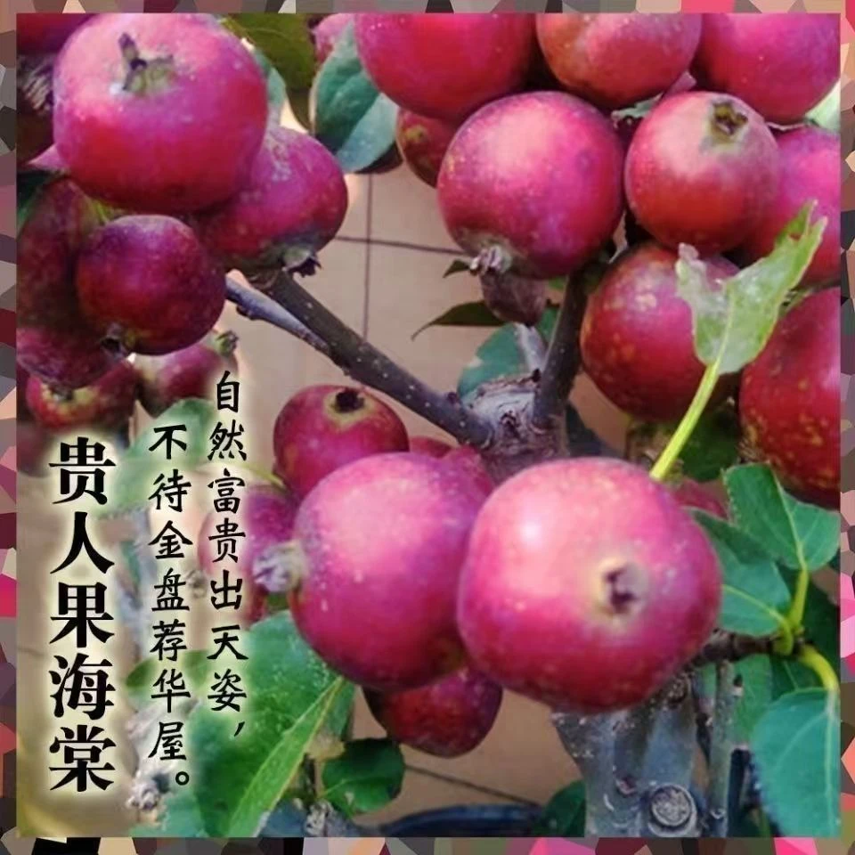 贵人果海棠3公分粗老桩