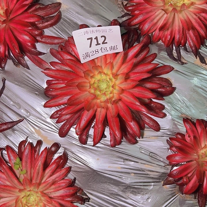 蒙**雨712朱雀多肉植物