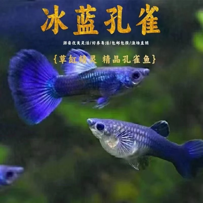冰蓝尾精品孔雀鱼适合新手养殖的热带观赏淡水鱼观赏鱼好养耐活
