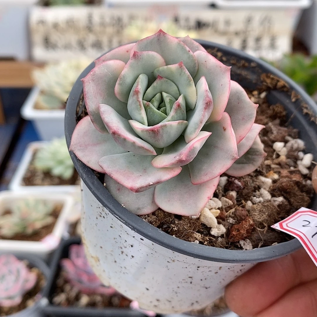 26279 妮可莎娜糊斑锦