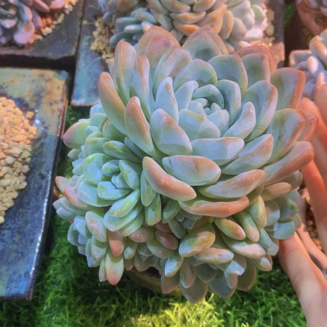 ****然冰玉         群
