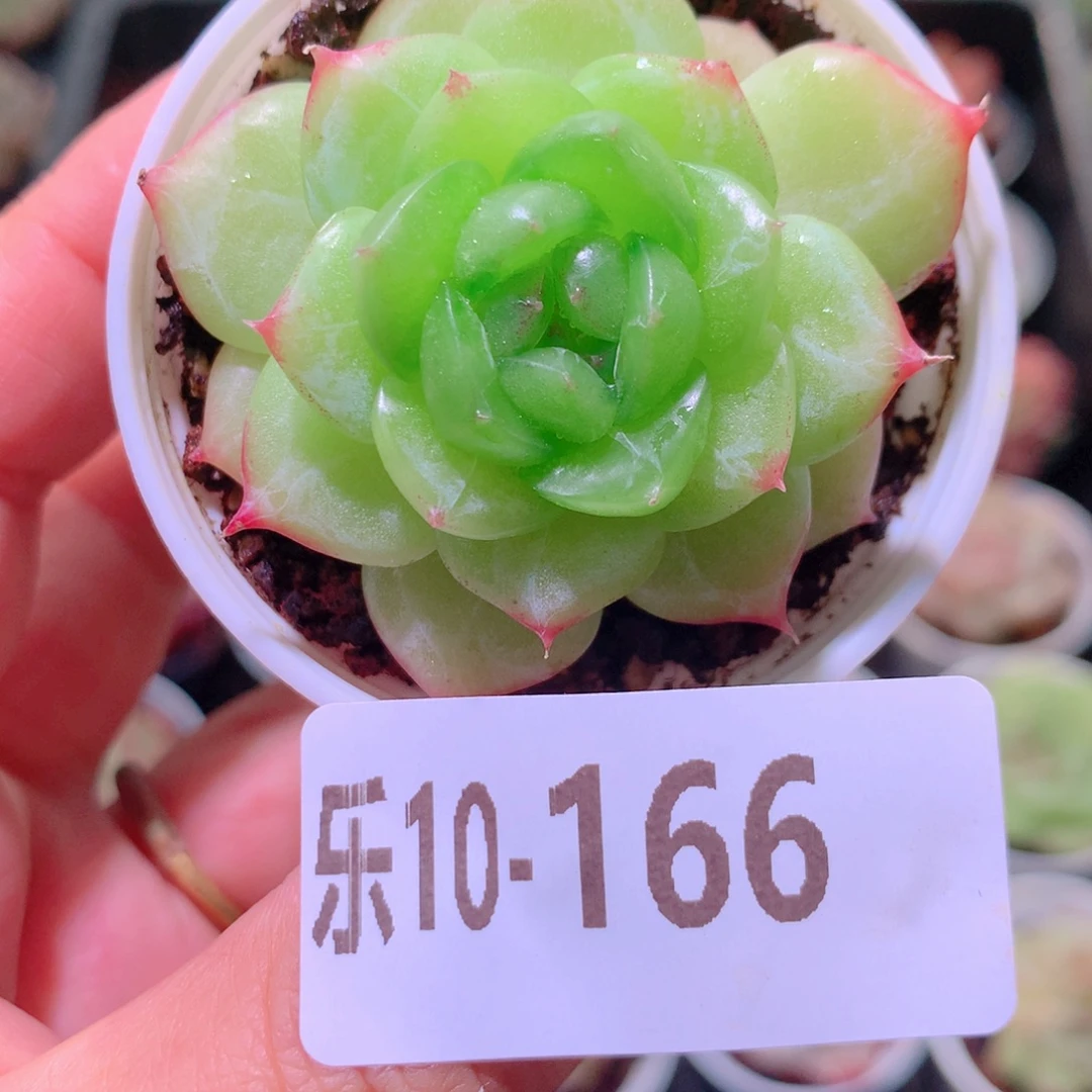 乐然10-166 铂金叶 珍妮
