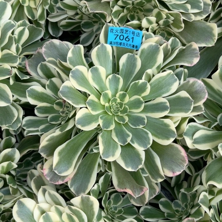 绿豆沙7061多肉植物