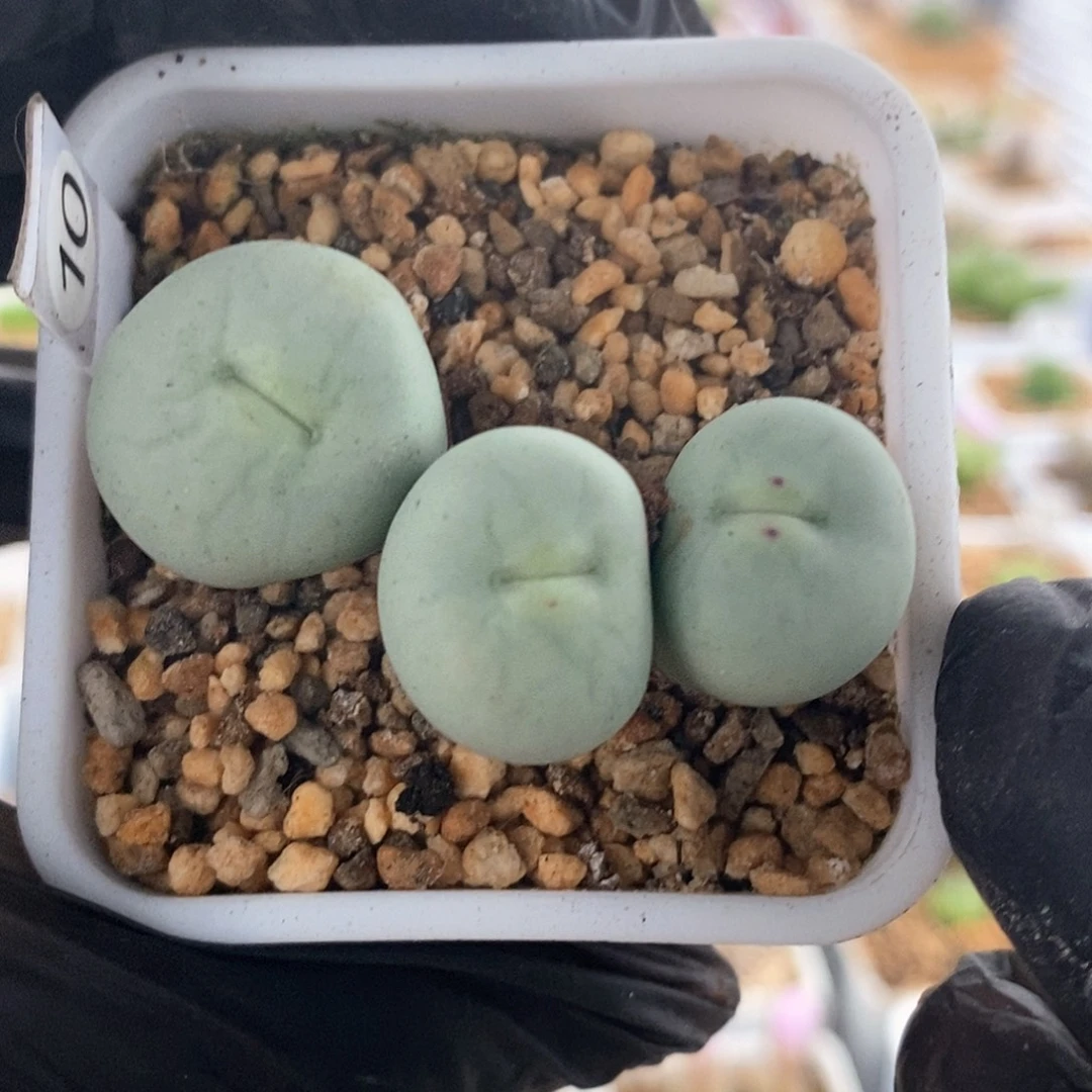 一物一拍大型嘴三头母本