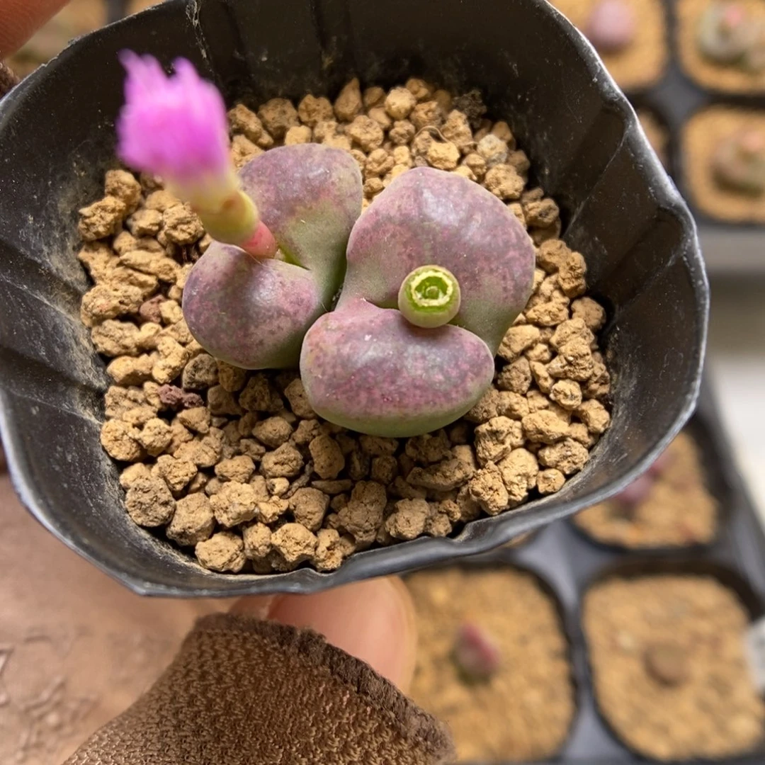 多肉植物肉锥杂交K-3533