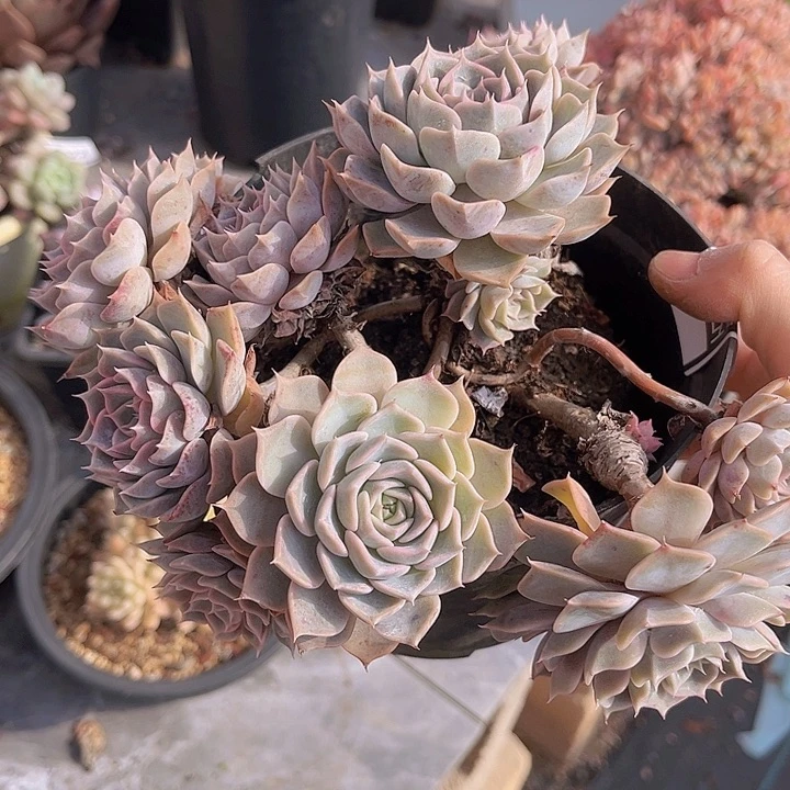 欧版琪林娜不包小损2221