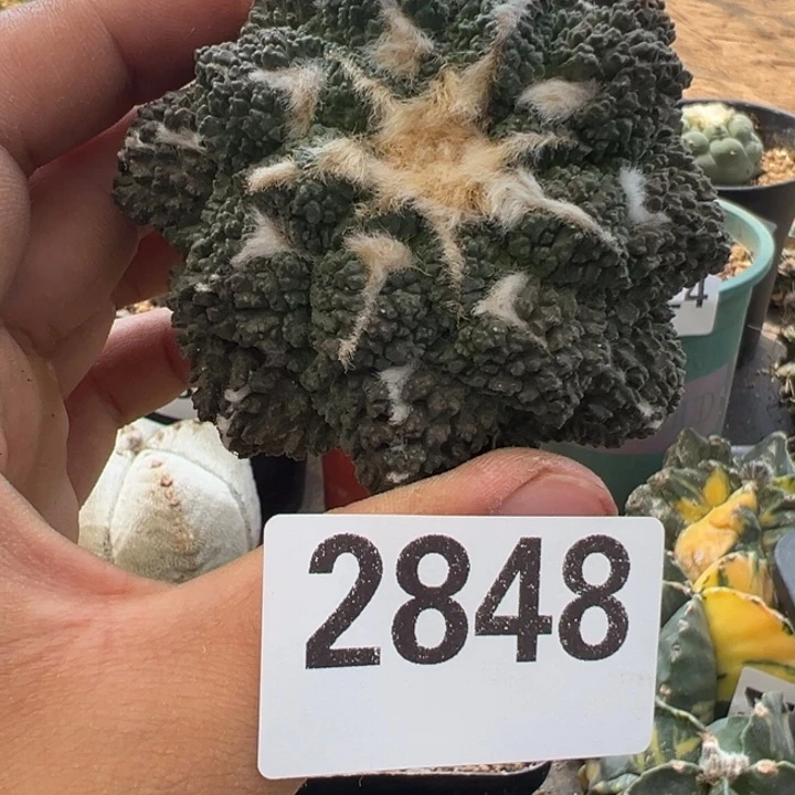 谁**锋牡丹仙人球2848号