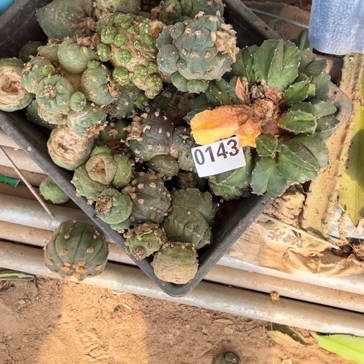 小*葱海鲜仙人球143号