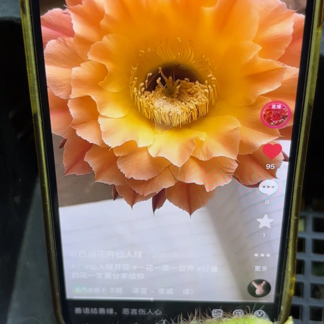 A21彩侧牙20包邮仙人球26