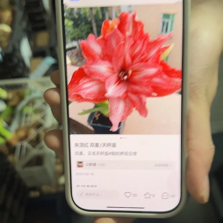 双喜9.5公分福利丑球花剑