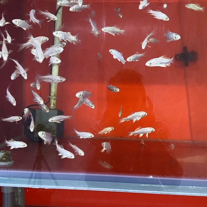 海水鱼蝴蝶鲤小苗普身