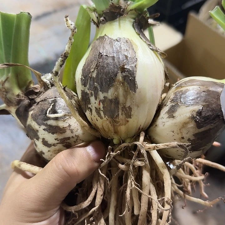 白肋鬼魅朱顶红2号