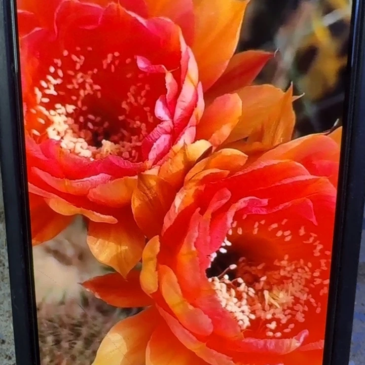 36彩草火焰莲花歪4公分左右无根侧牙，20包邮