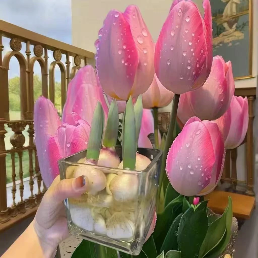 【进口优质郁金香自然球】荷兰进口稀有品种新手阳台地栽好养盆栽