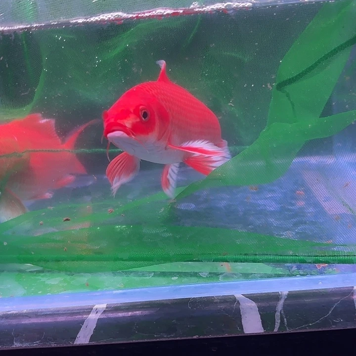 蝴蝶鲤14号蝴蝶鲤