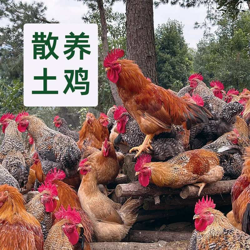 广西东巴凤散放养土鸡跑地山鸡3~3.5斤左右【下单2-3天后才发货】