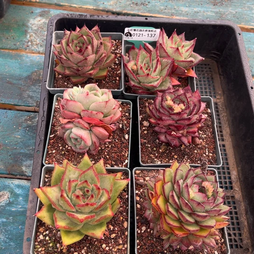 从前慢多肉精选编号0121.137