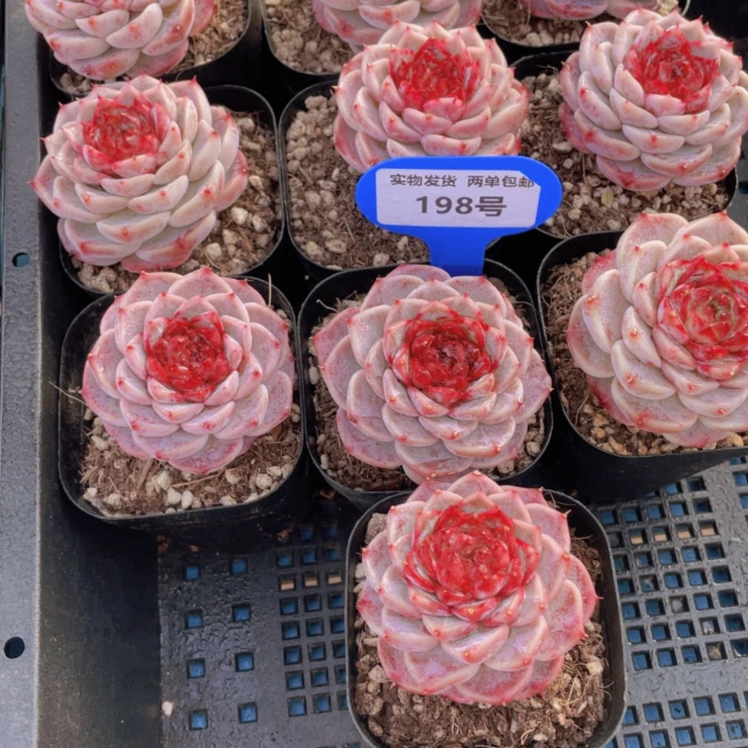 198号 全状态糖心天鹅绒单头一个