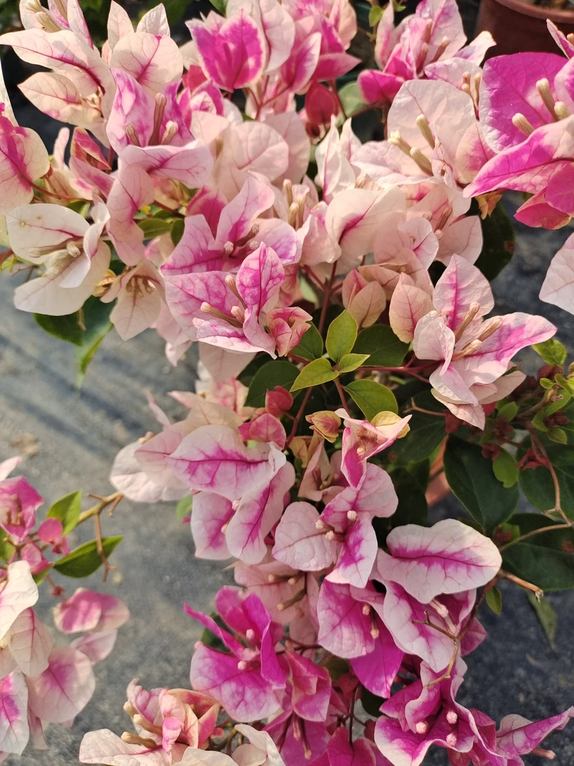 【漳红樱】三角梅涵涵花卉勤花绿植盆栽开花机