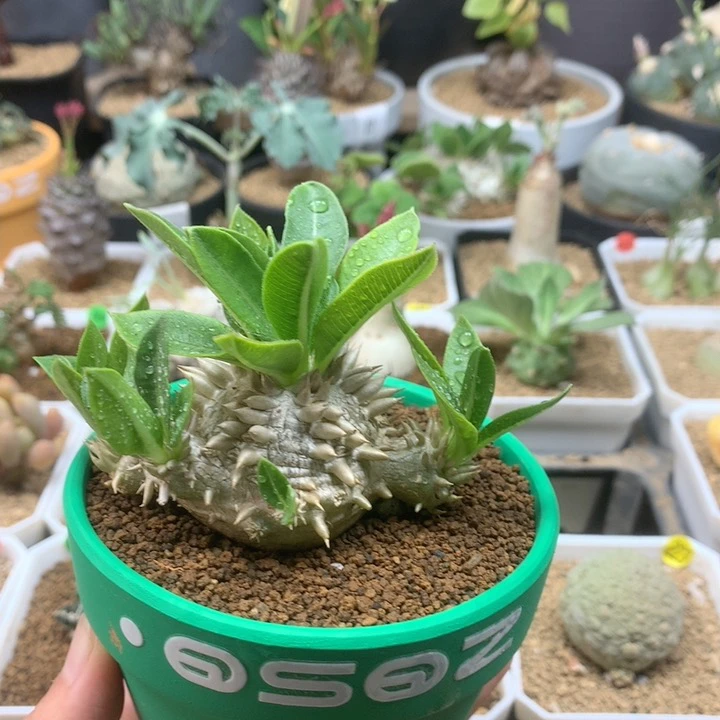 惠比须笑母本带盆