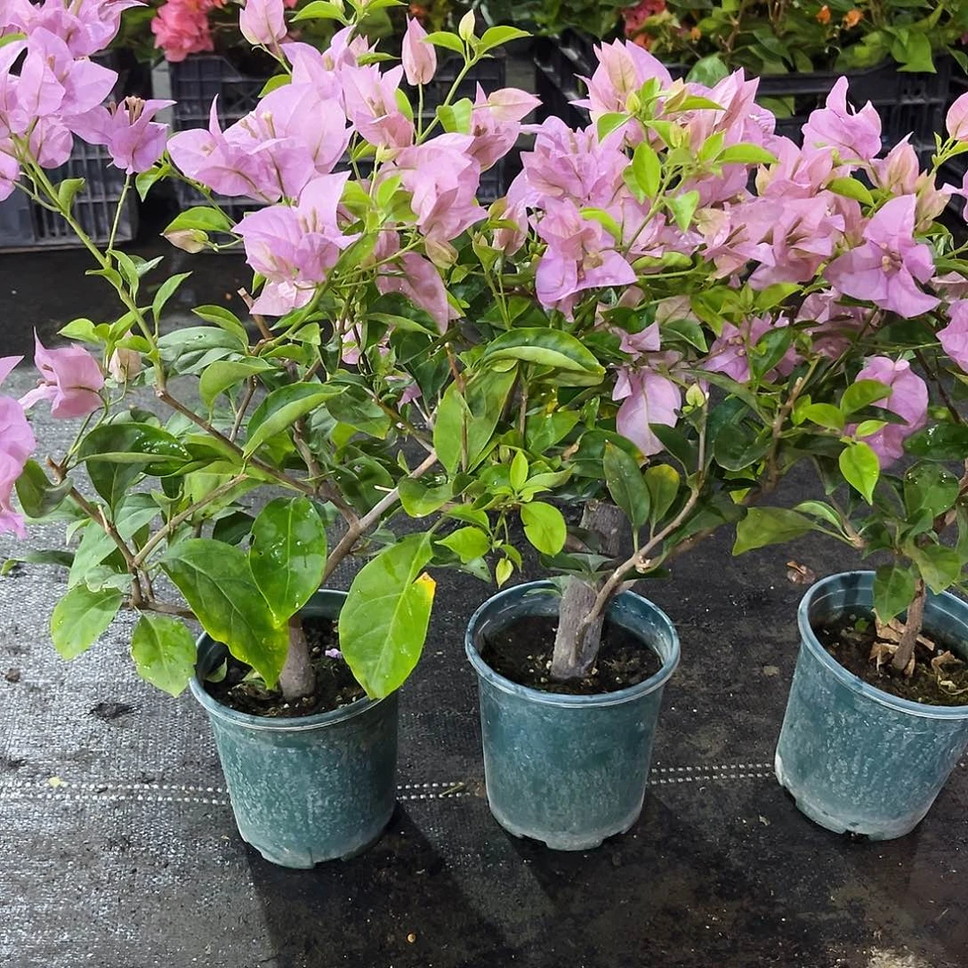 大部分花苞少量开放塞佛理掌中宝一颗