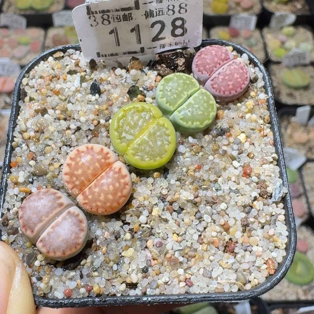 Sss高货清仓了1128