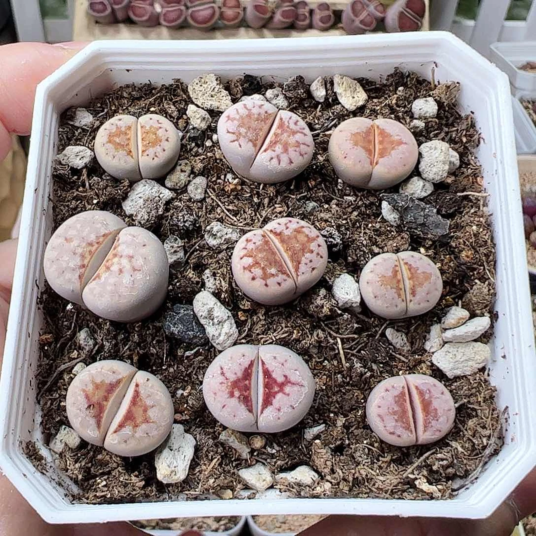 无花朵热唇可带盆发…………………