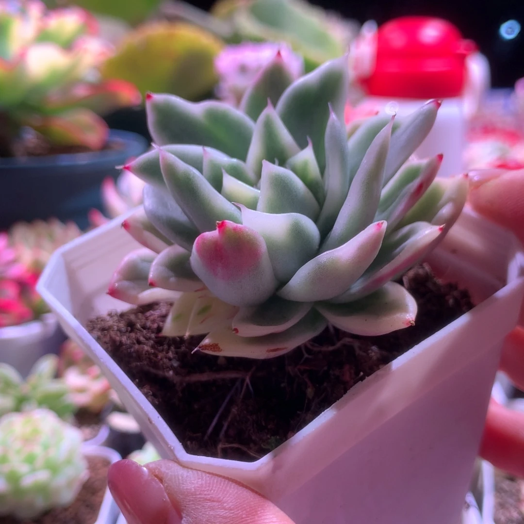 幸福玛利亚覆轮锦有根