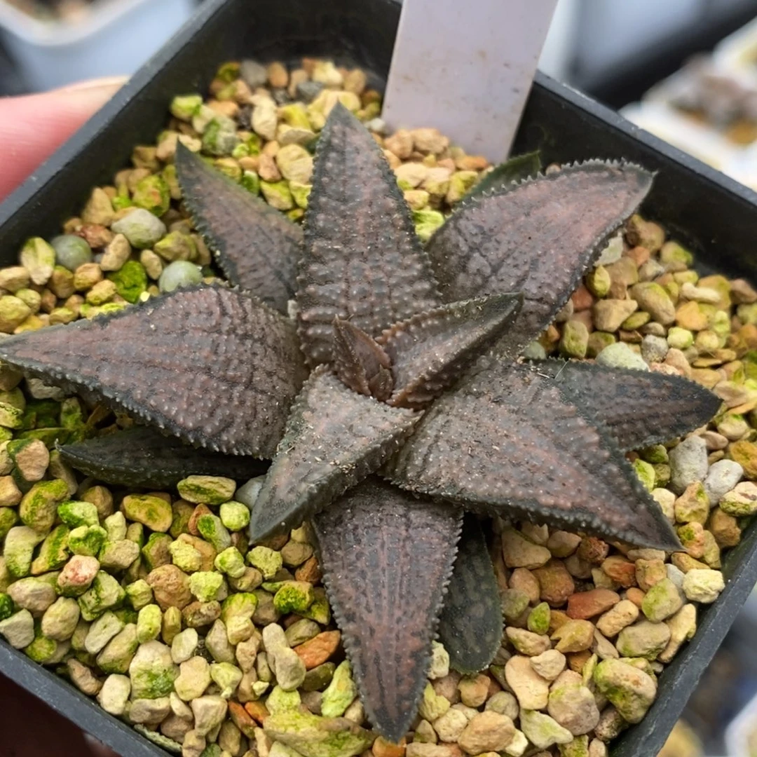 19银狼蛛一物一拍