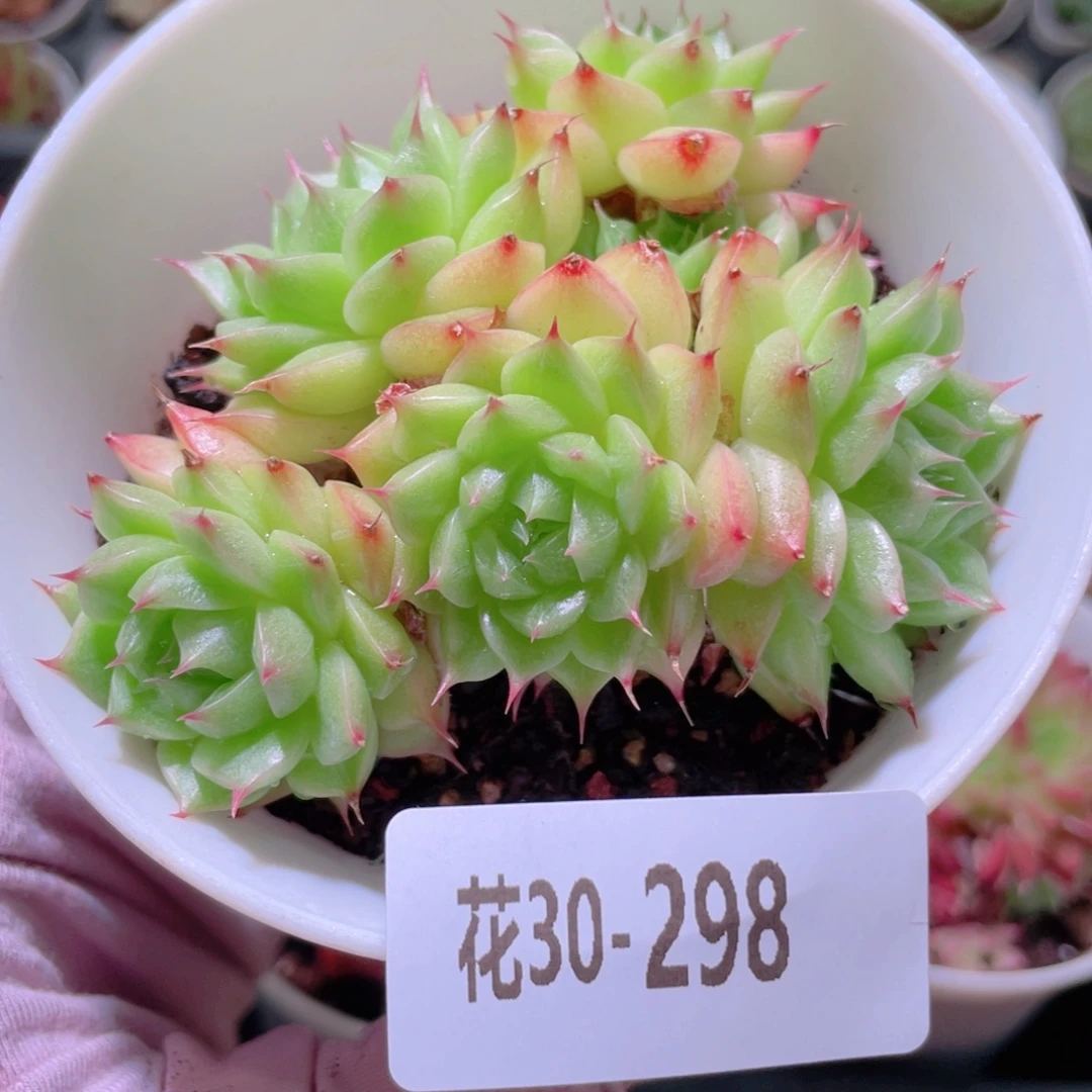 花利美30-298麦秆