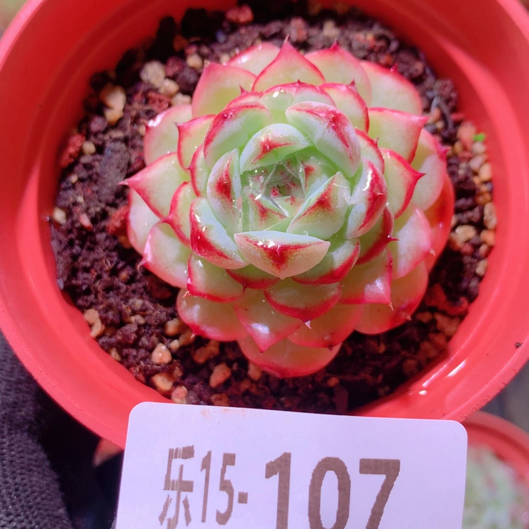 乐然15-107 薄荷冰沙