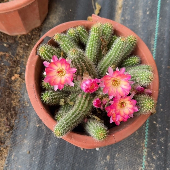 白檀仙人掌群生603