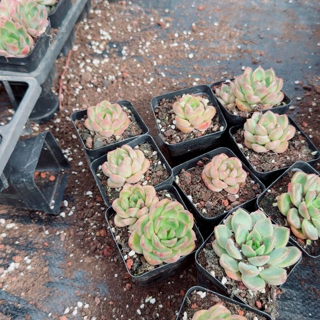 皮艾拉珍妮二十颗量拍不带盆