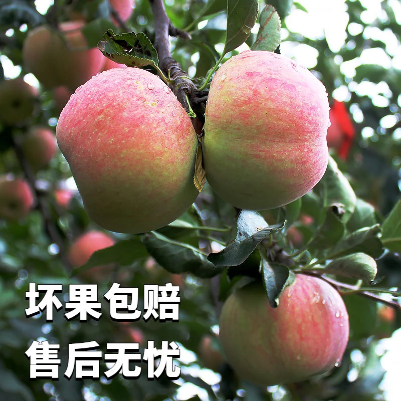 【老树国光苹果】 酸甜口感 味道浓 酸酸甜甜 老味道