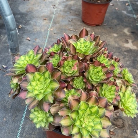 韶华多肉植物019