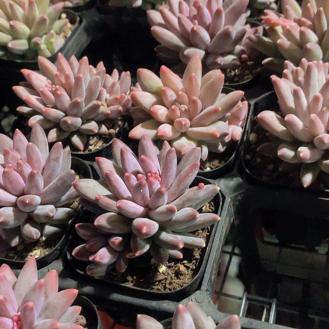 乌拉克拉3467789900000