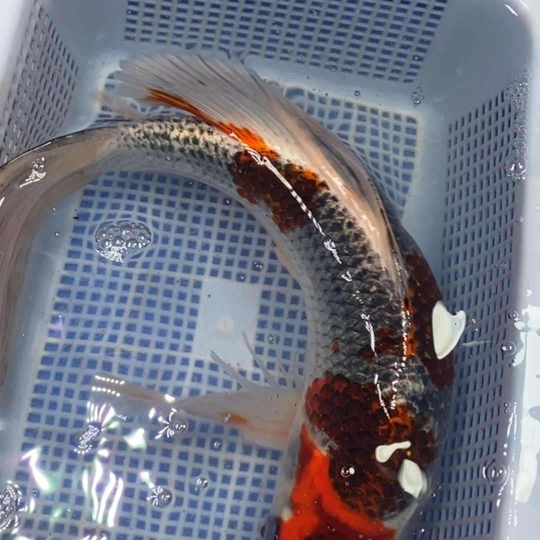 锦鲤冷水锦鲤包邮