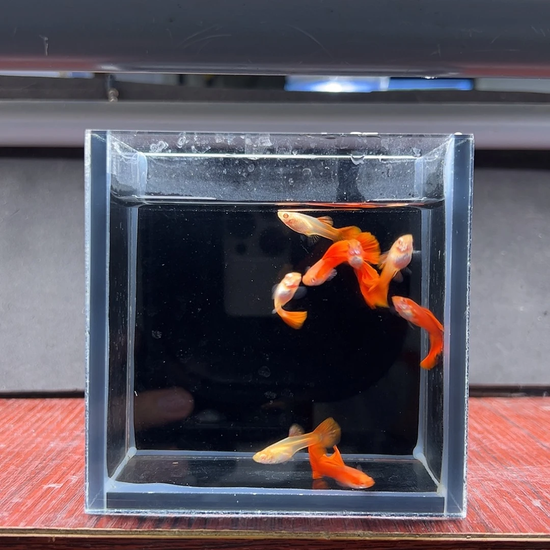 孔雀鱼全红孔雀鱼4对