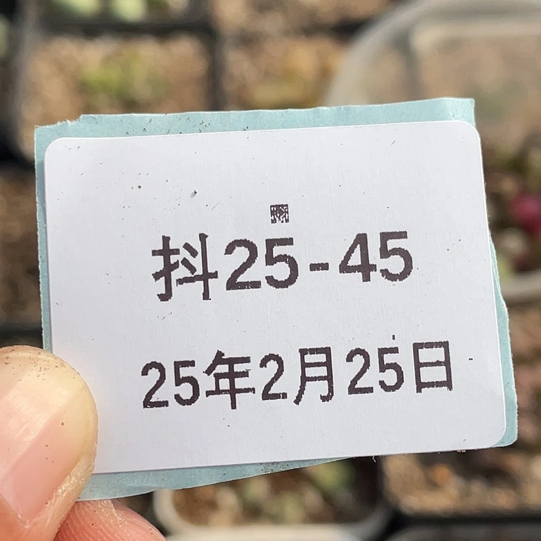 清***巷25-45毛毛多肉植物