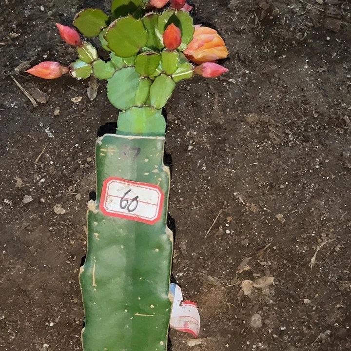 袁****，60号带盆037嫁接苗