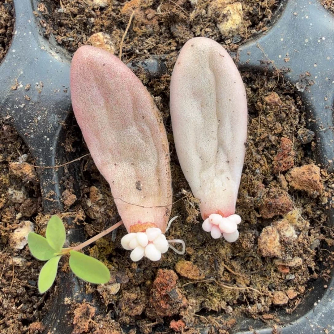一组的推进多肉锦动态魂