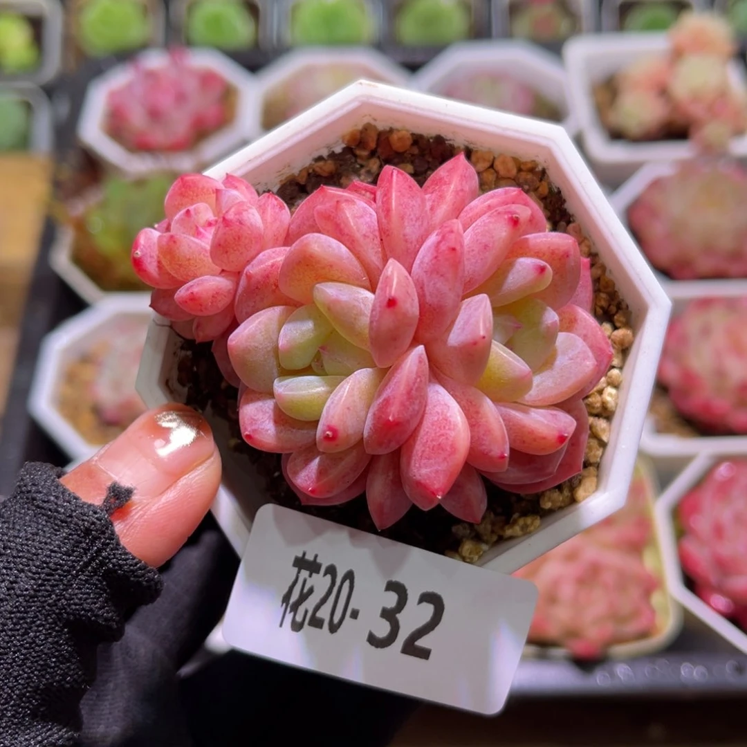 花20-32刚毅小群