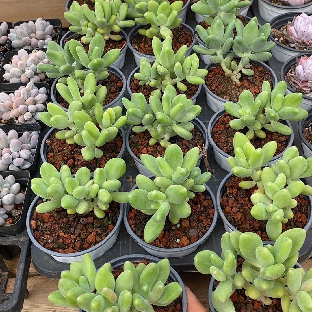 金汇园艺，团芒果奶群